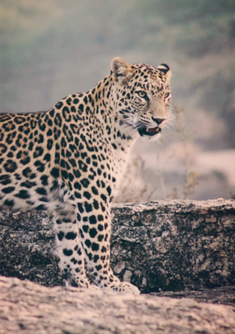 IMG 20230125 212753 722x1024