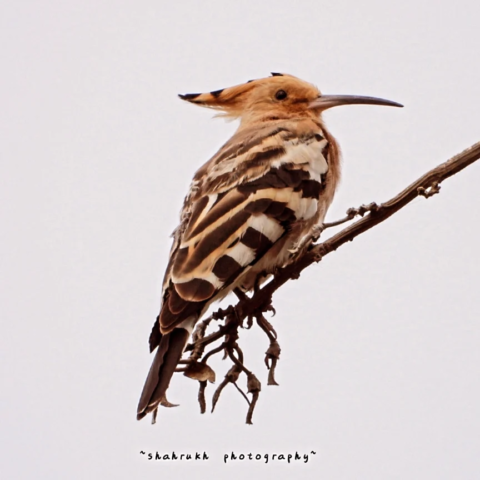 IMG 20240226 163730 122