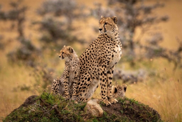 family cheetah standing field 1 1024x683