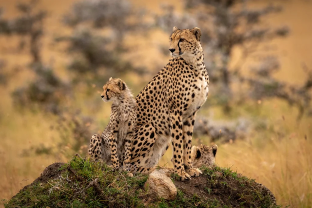 family cheetah standing field 1024x683