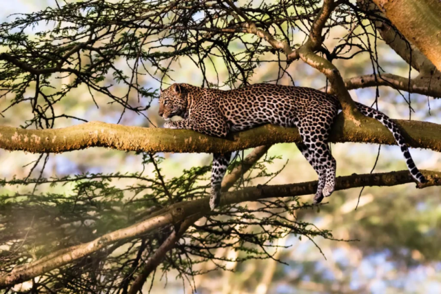 portrait sleeping leopard tree nakuru kenya 1 1024x683